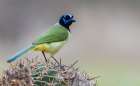 USA-South Texas Green jay, Art Print